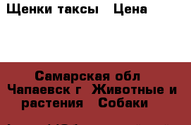 Щенки таксы › Цена ­ 3 000 - Самарская обл., Чапаевск г. Животные и растения » Собаки   